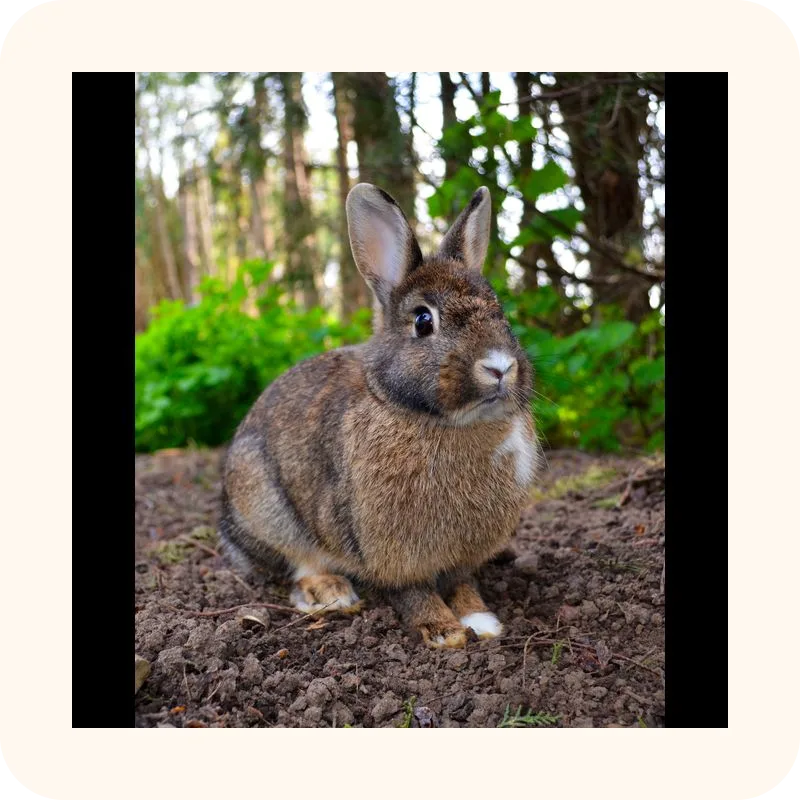 rabbit