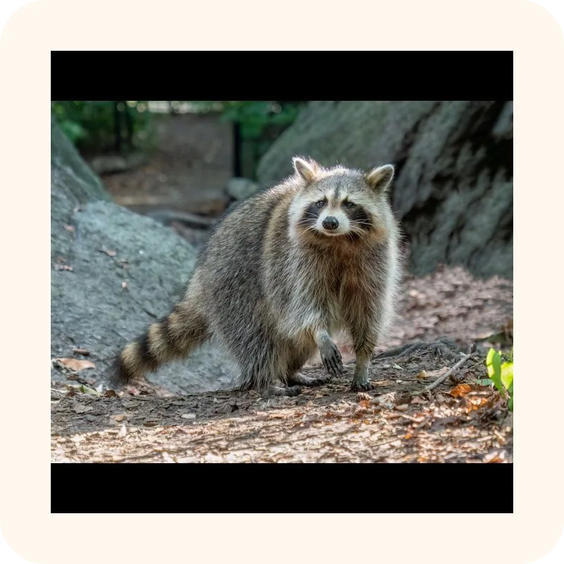 raccoon