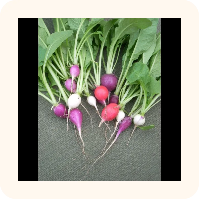 radish