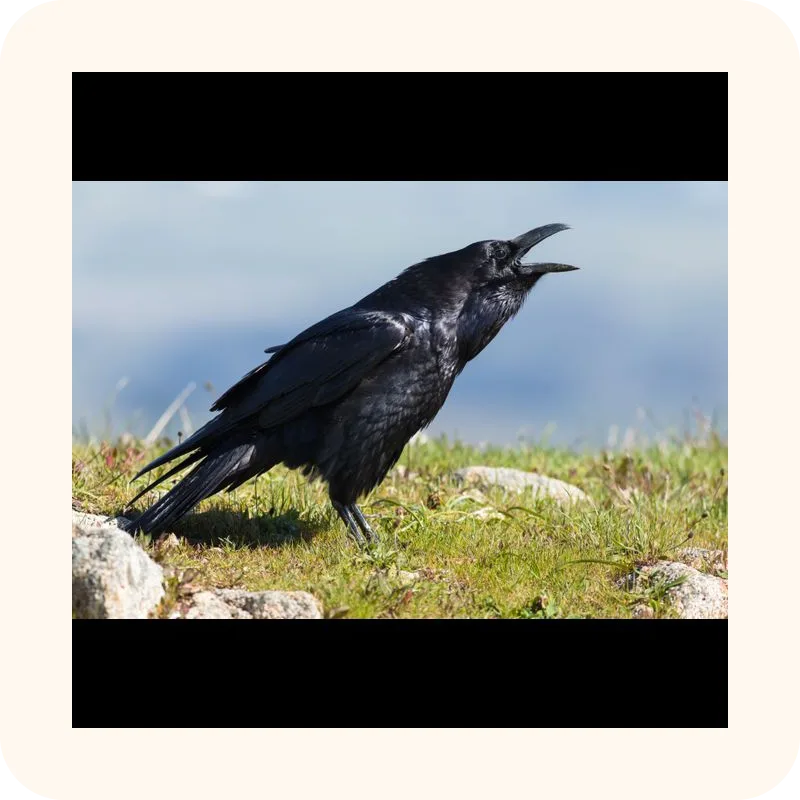 raven