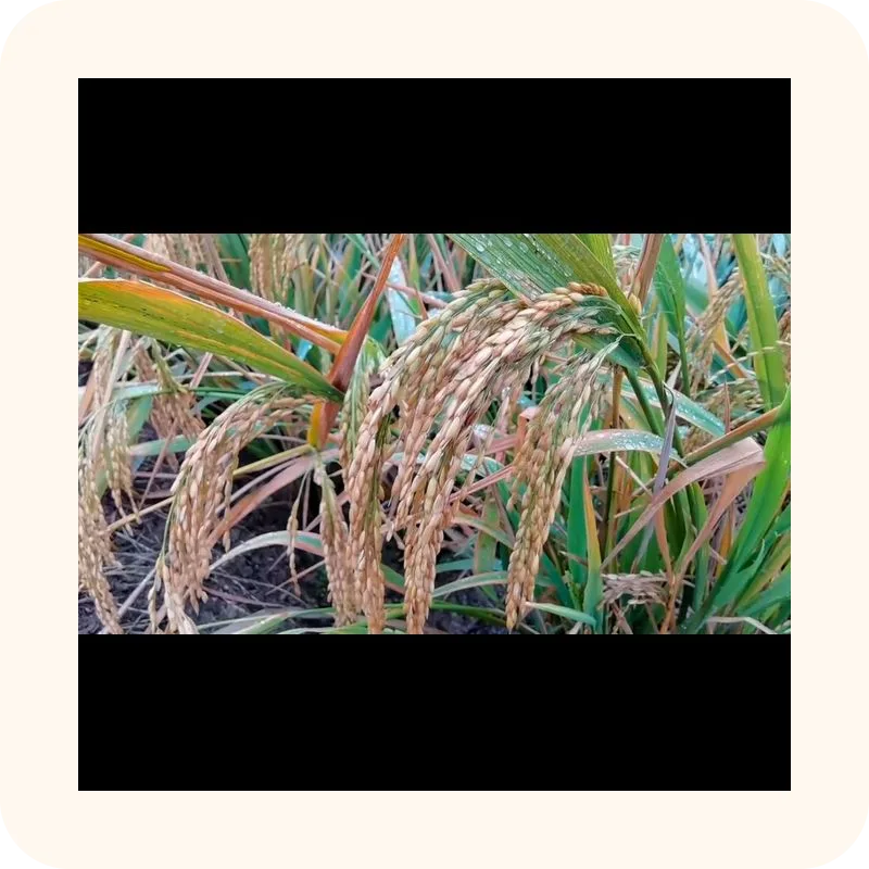 rice