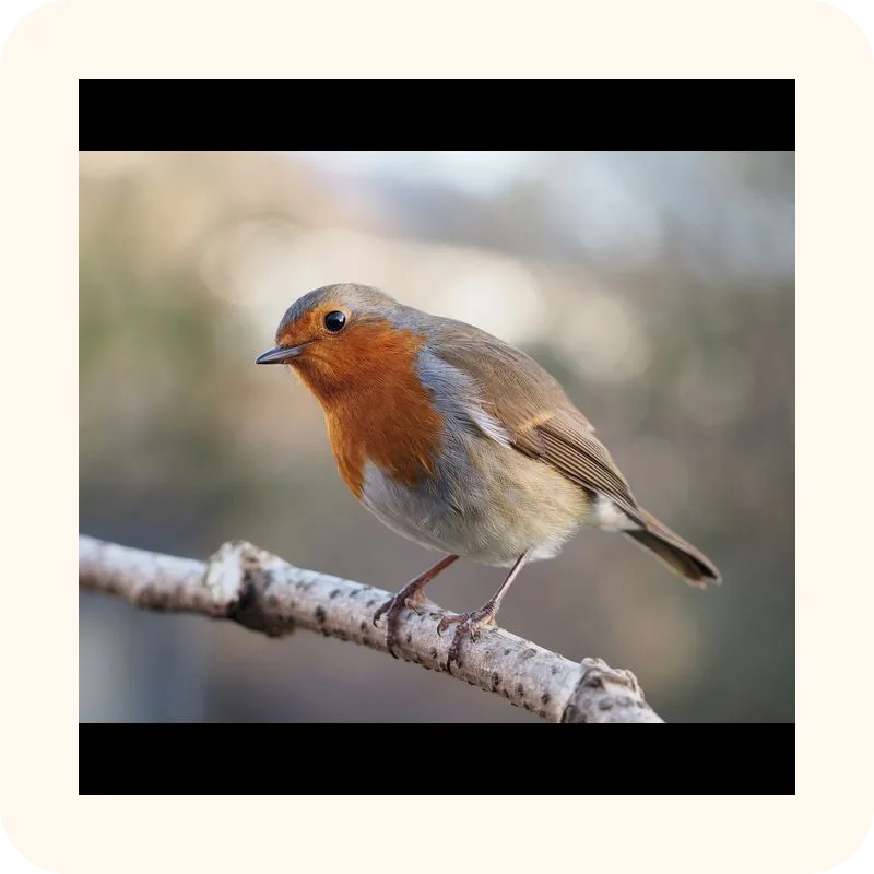 robin