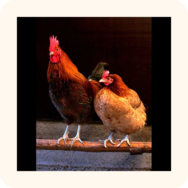 rooster