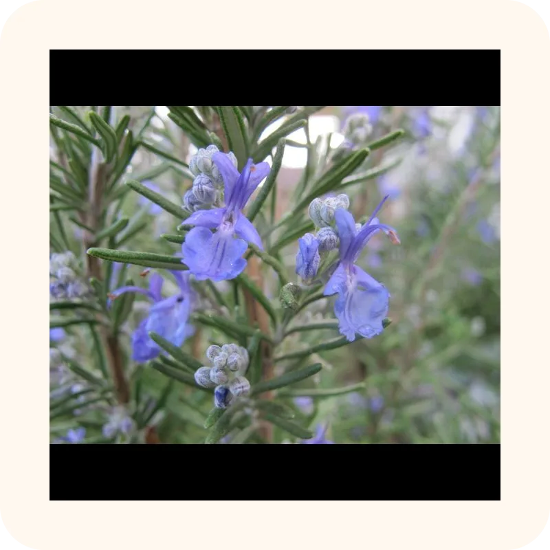rosemary
