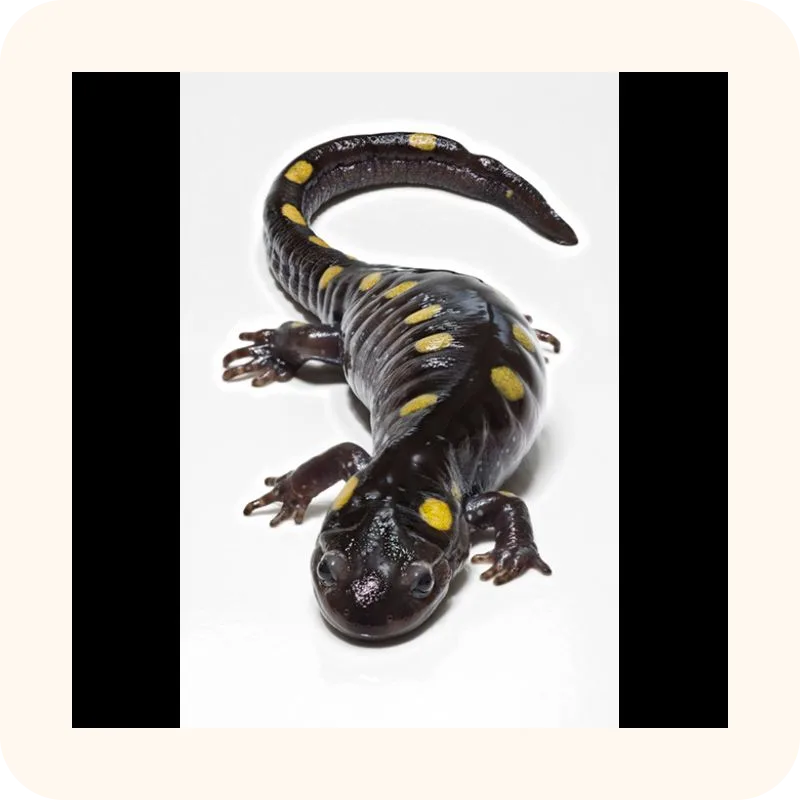 salamander
