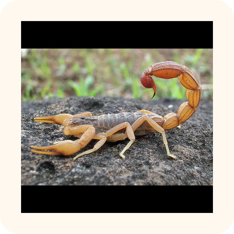 scorpion