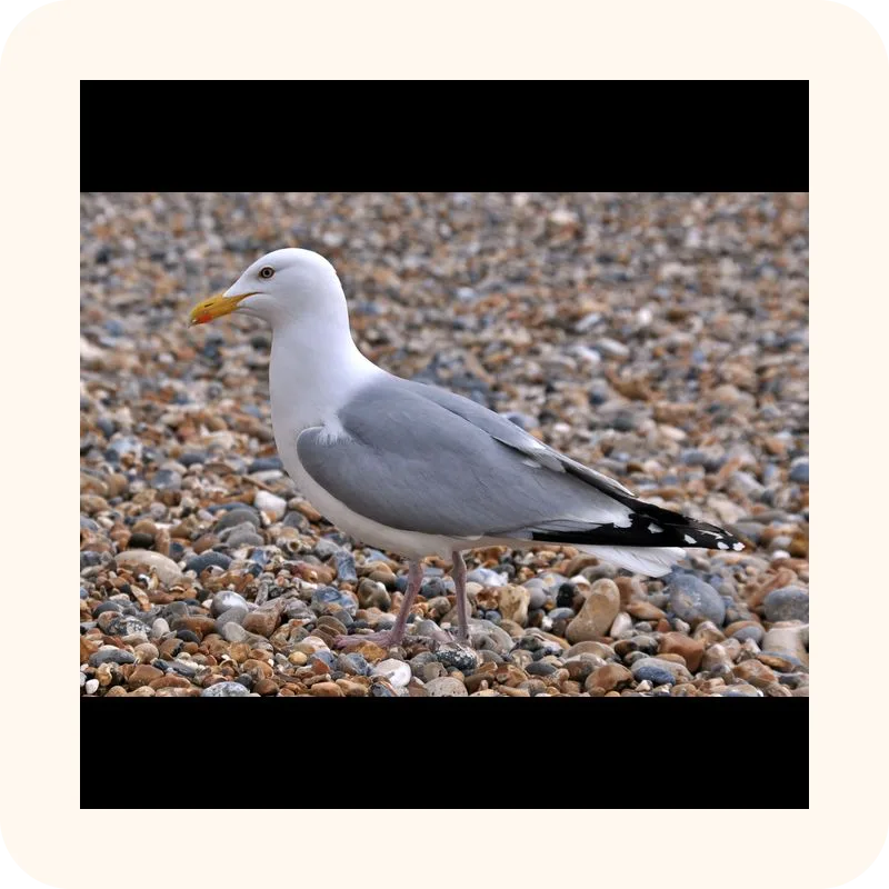 seagull