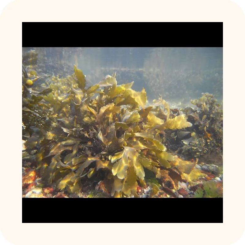 seaweed