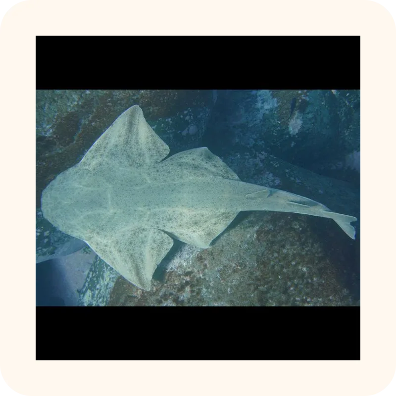 shark