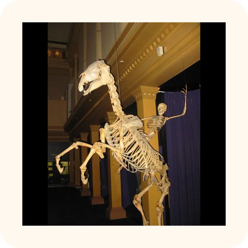 skeleton