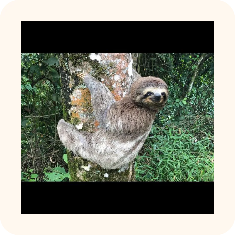 sloth