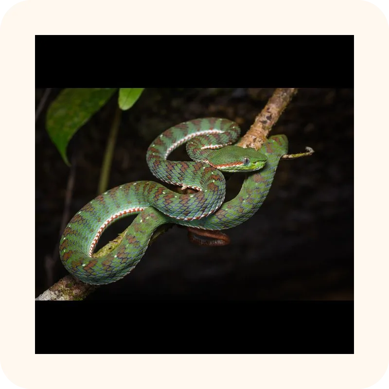 snake