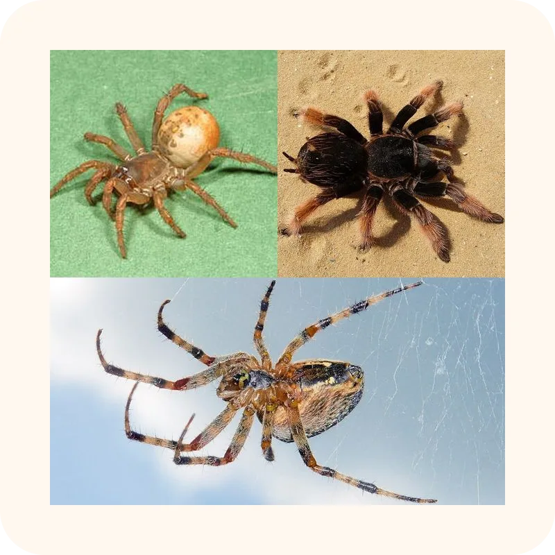 spider