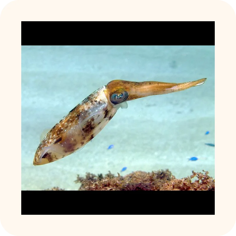 squid
