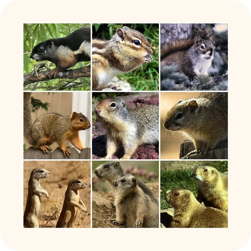 squirrel