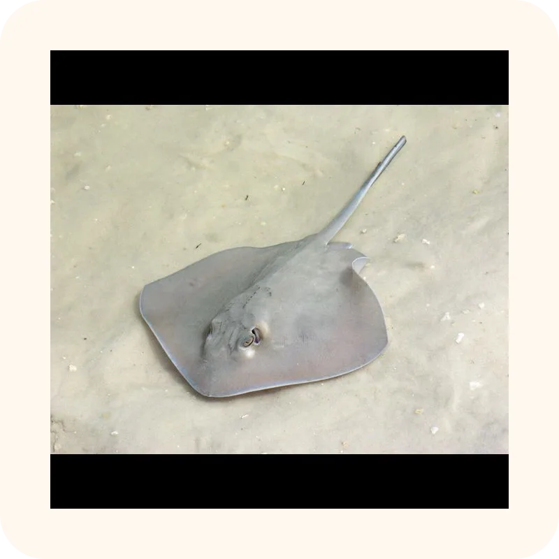 stingray