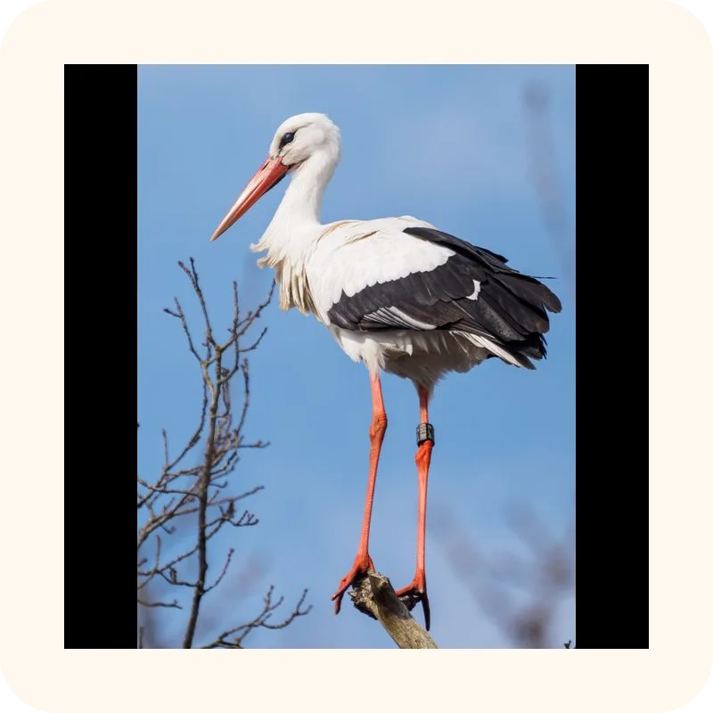 stork