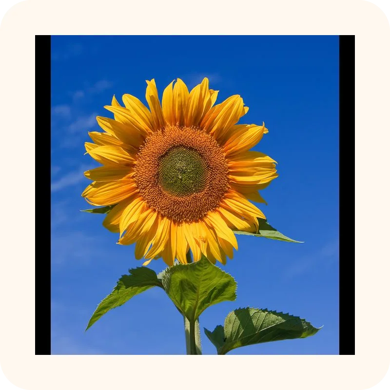 sunflower