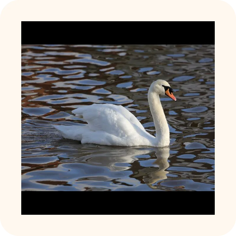 swan