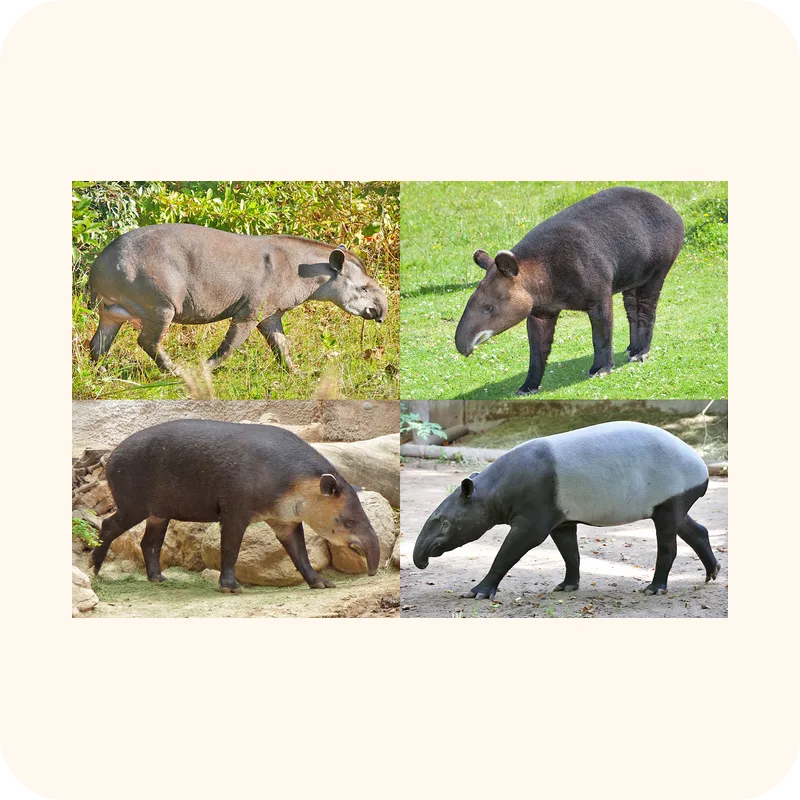 tapir