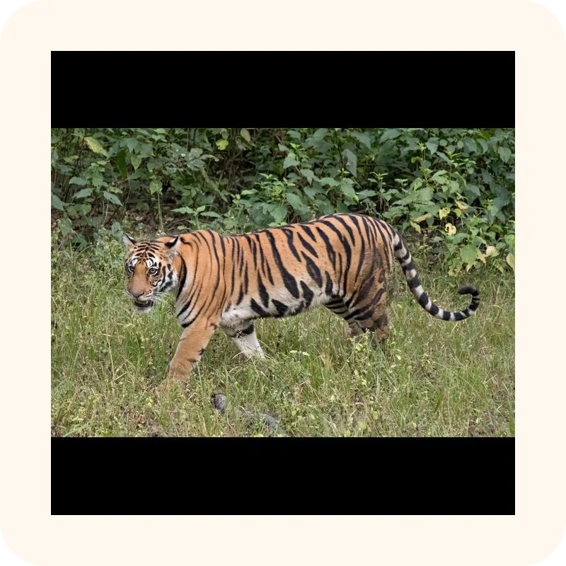 tiger