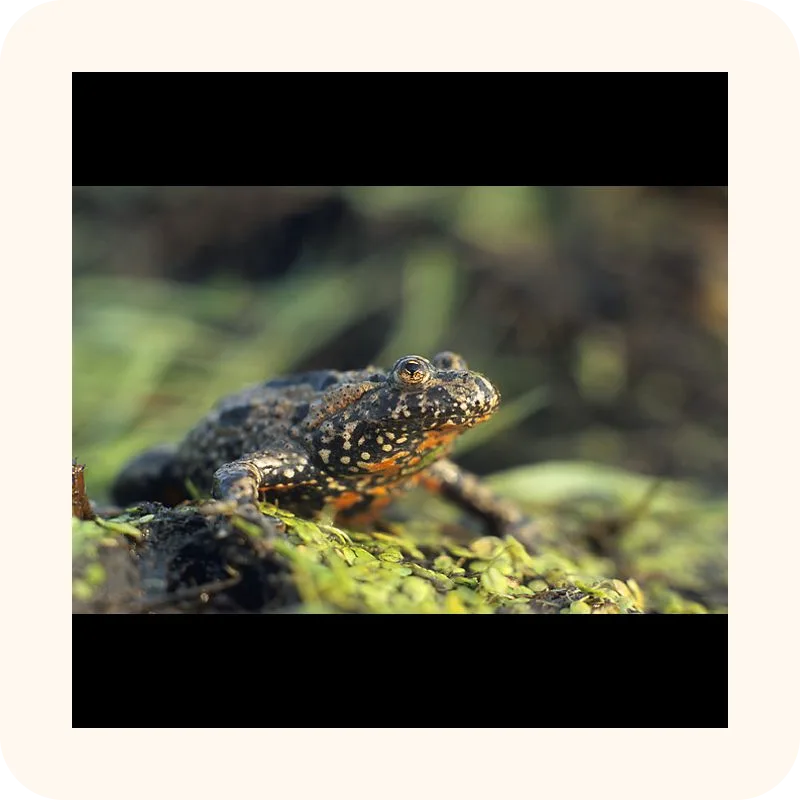 toad