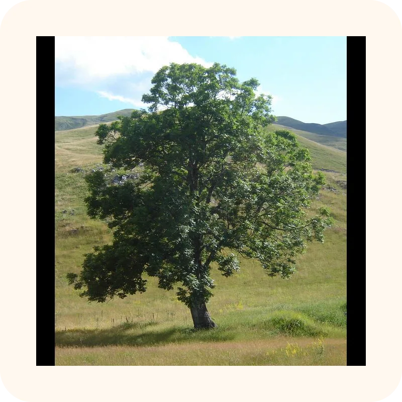 tree