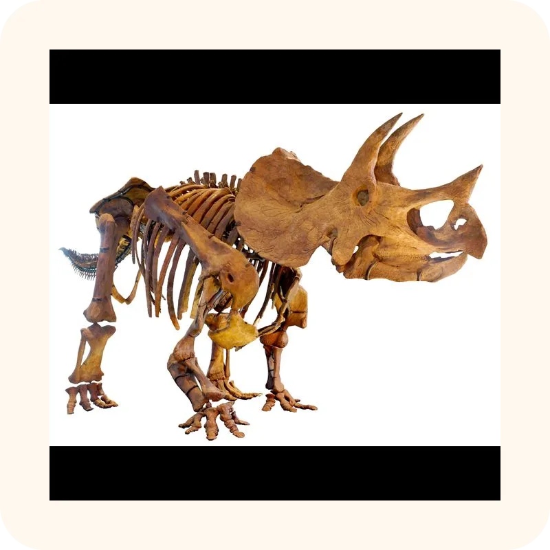 triceratops