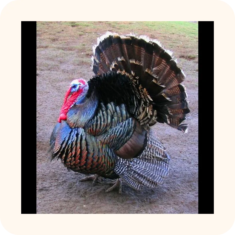 turkey