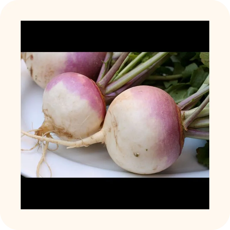 turnip