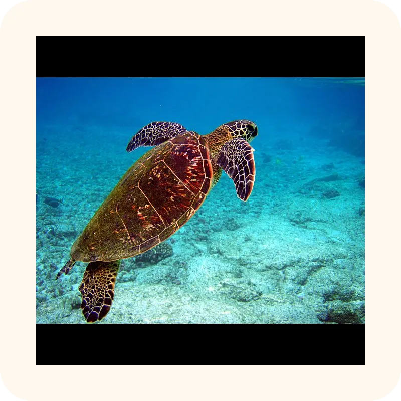 turtle