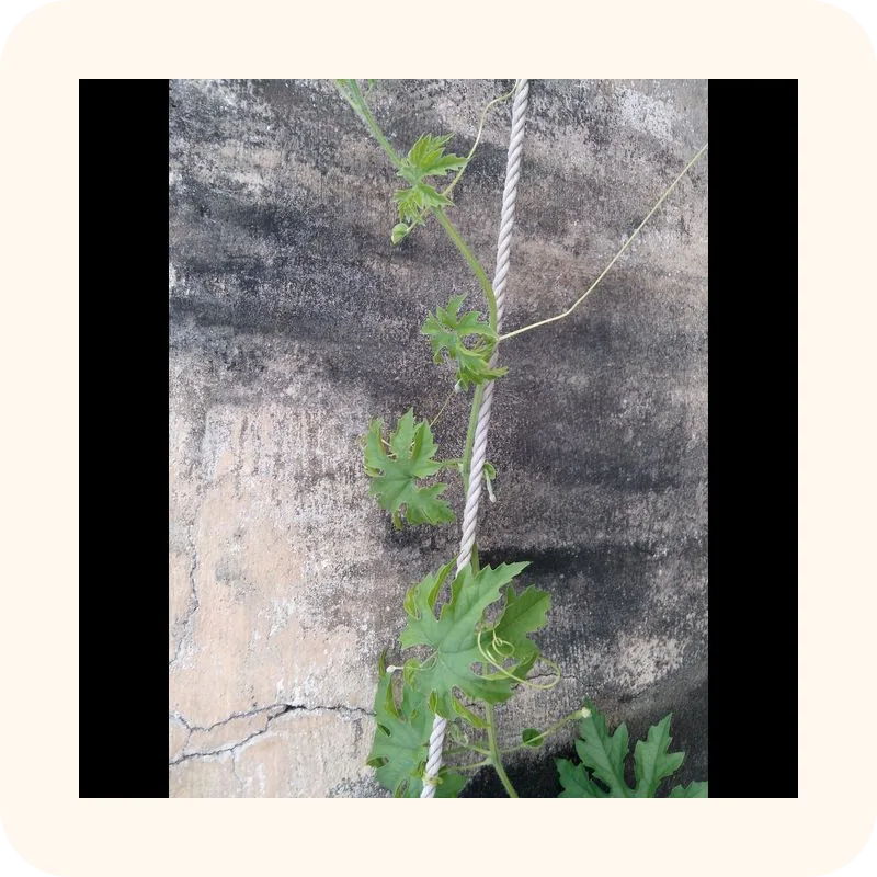 vine
