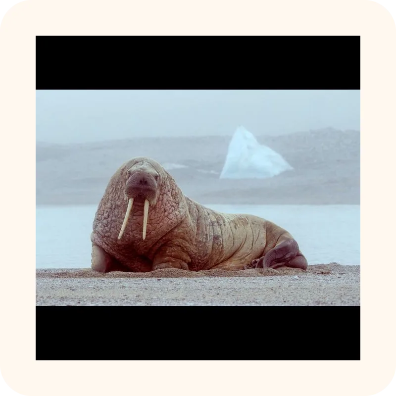 walrus