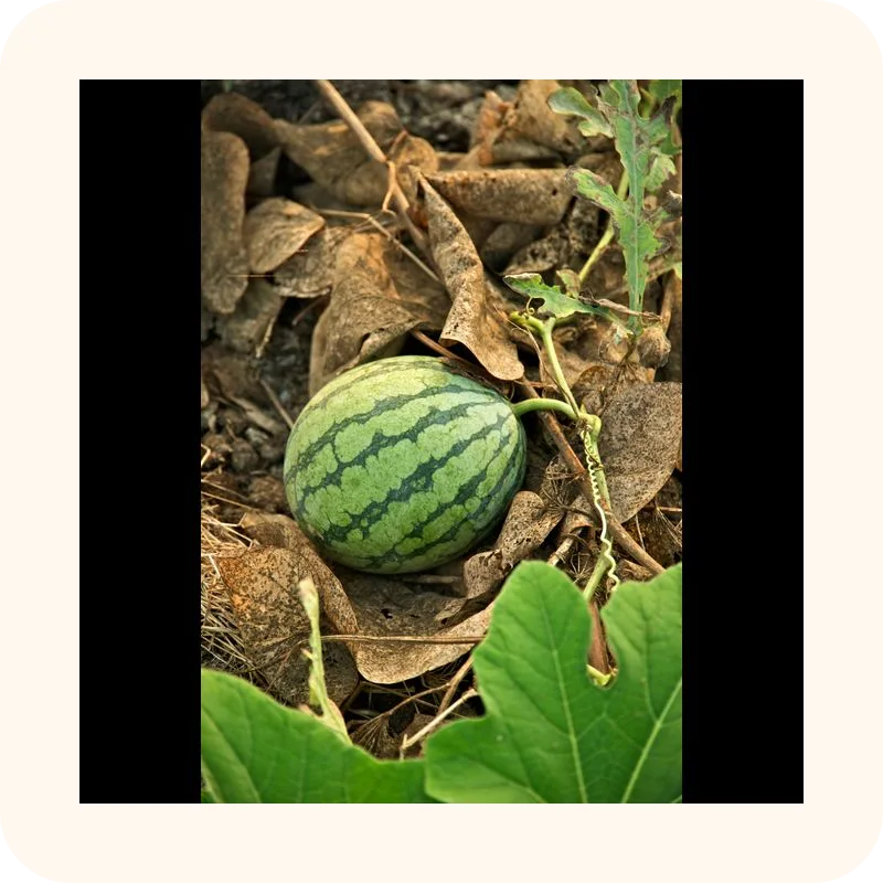 watermelon