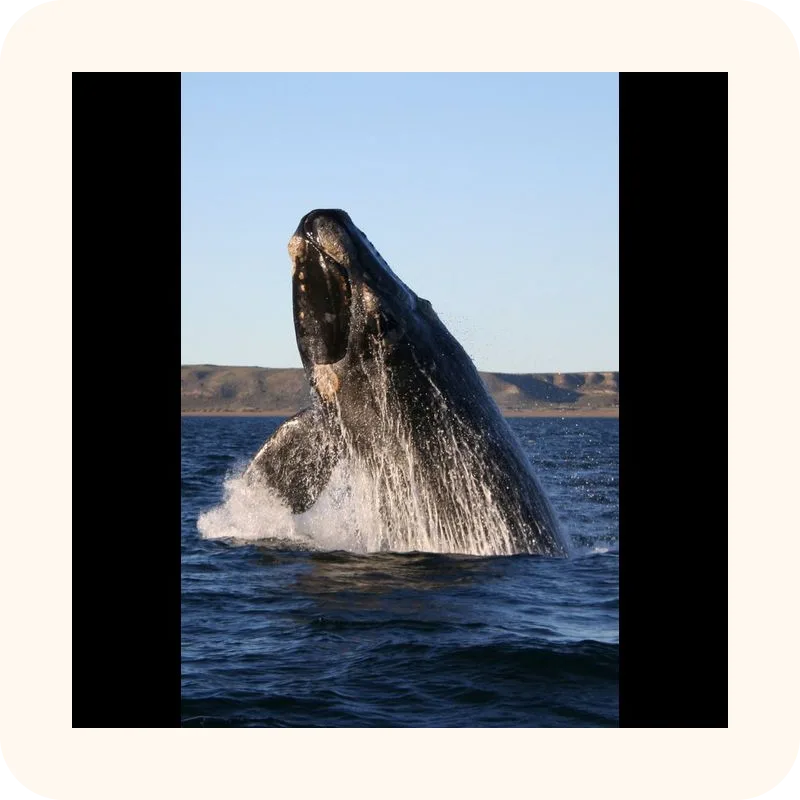 whale