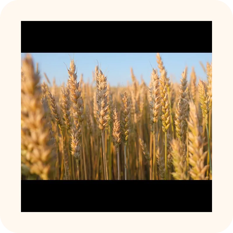 wheat