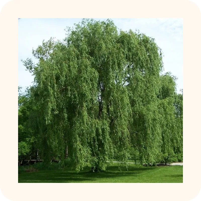 willow