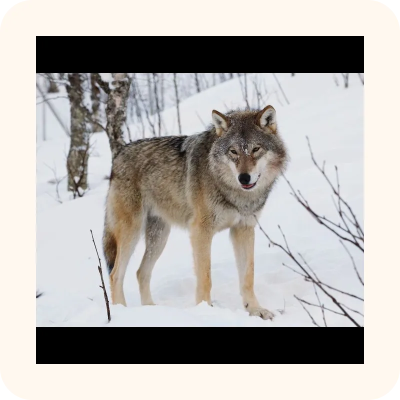 wolf