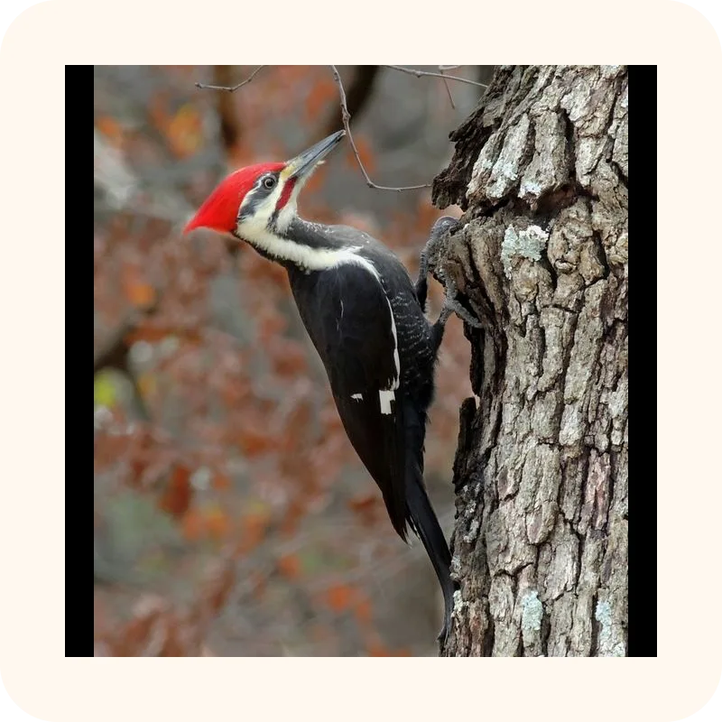 woodpecker
