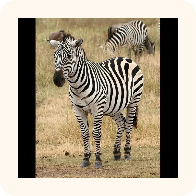 zebra